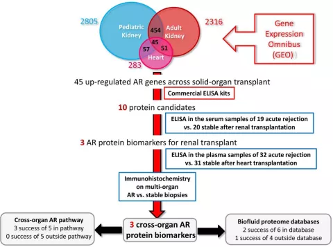 Name Integrated-Bioinformatics-in-Organ-Transplantation