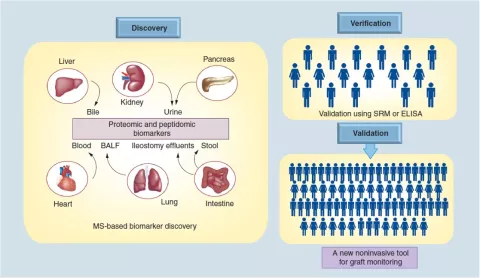 Proteome-and-Peptidome-Analysis-of-Serum-and-Urine-of-Organ-Transplant-Patients